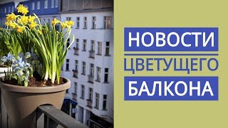 НОВОСТИ ЦВЕТУЩЕГО БАЛКОНА // алиссум // газания // лобелия и др. цветы