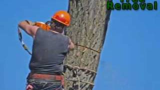 Beaver Tree Removal - London