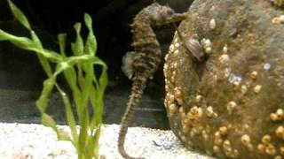seahorse eating baby fish.AVI