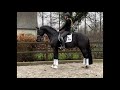  v kingston blue hors x florencio nrps approved stallion