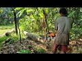 Watch This Giant Tree Fall Under a Professional Chainsaw