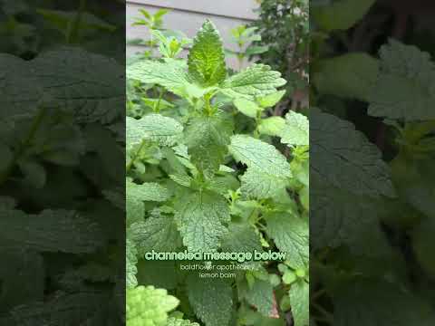 🌿🍋 channeled message from the universe to those that are paying attention 🍋🌿