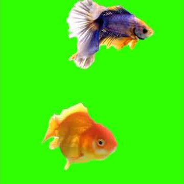 Mentahan Green Screen Ikan Koi dan ikan cupang #greenscreen #ikancupang #ikanmaskoki