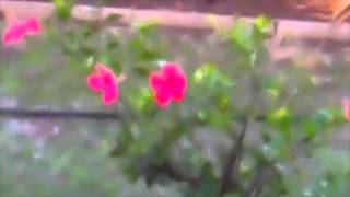 AEE Video Quality Test Sample MP4