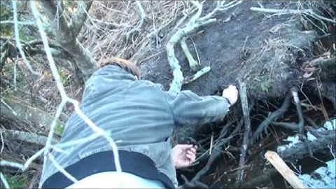 Muskrat Trap check 1-21-13