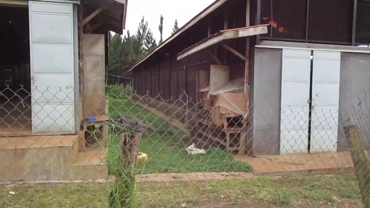 Chicken Farm for Sale in Kitukutwe Kiira Municipality YouTube