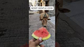 Wait for it... Why is she wearing that? 😭🐮 #shorts #cow #watermelon