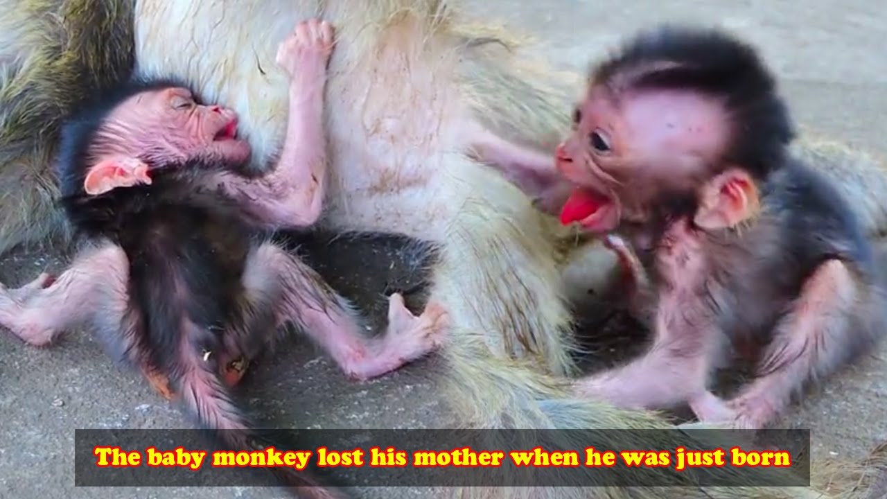 Life of a wild monkey family. The mother monkey is old and weak and cannot take care of her baby