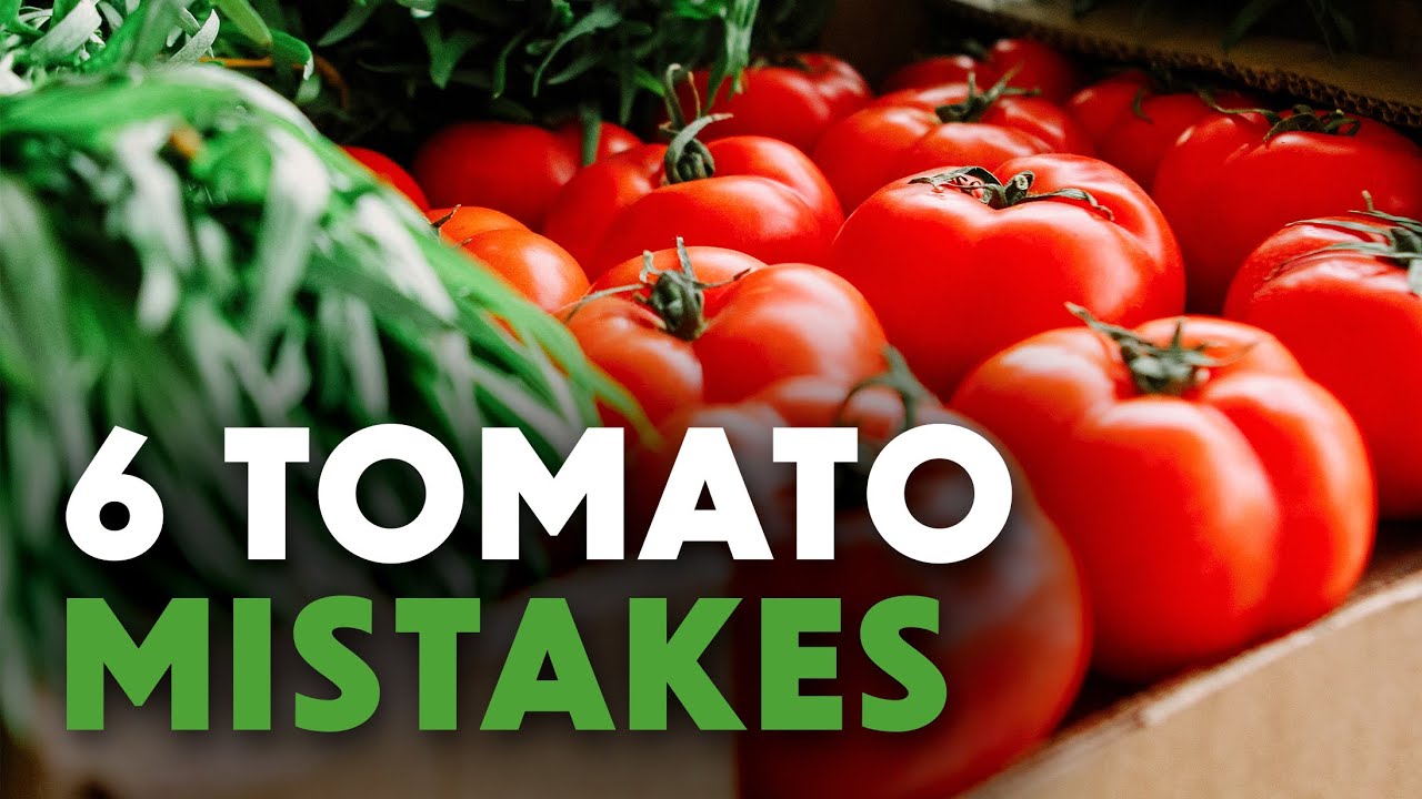 6 Tomato Growing Mistakes to Avoid π
☀️ // Real & Rooted