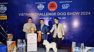 YAMA THE BICHON FRISE WINS BEST JUNIOR IN SHOW at THE VIETNAM CHALLENGE DOG SHOW 2024