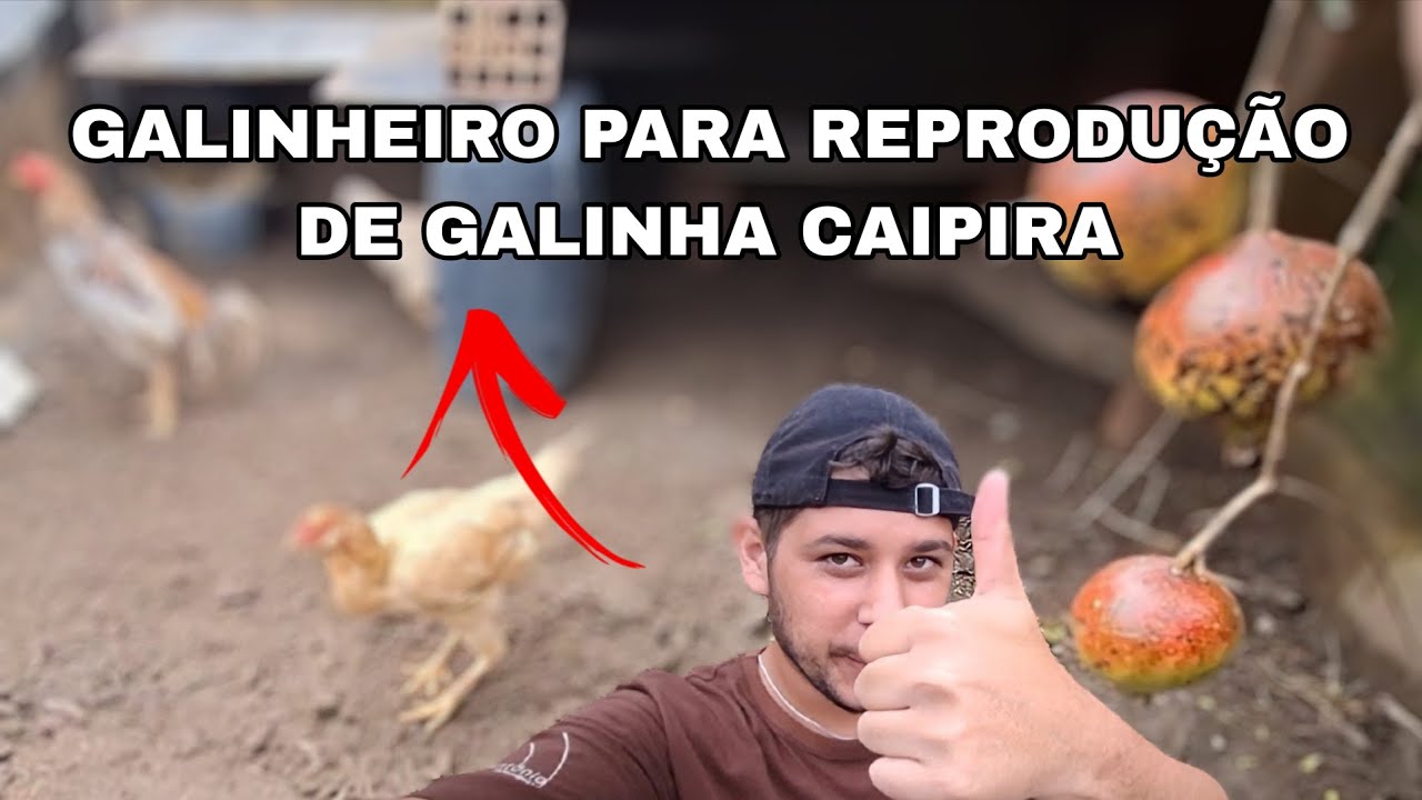 Montei um galinheiro simples para reprodução de galinhas caipiras | Reprodutor Índio Combatente 