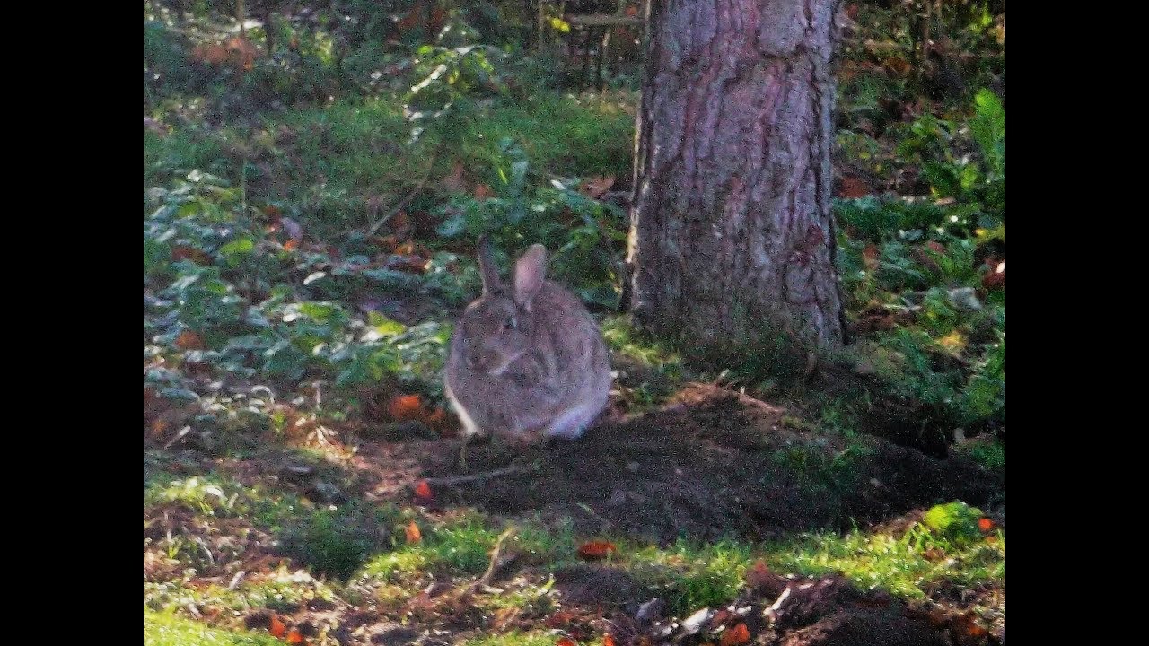 European Rabbit Pest Pest or Pet: the European Rabbit - YouTube