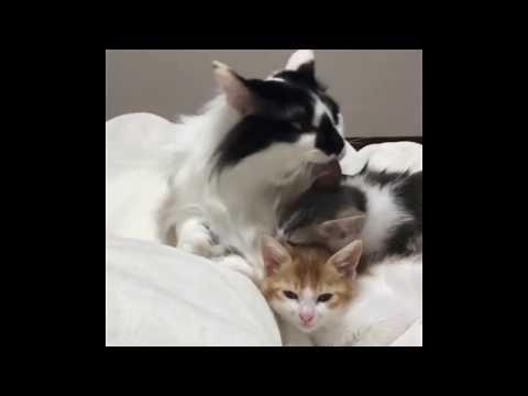 Cat Becomes Dad to Two Rescue Kittens and Raises Them as His Own