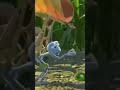 بس دي صخرة دبلجتي Voiceover دبلجة ديزني بالعربي بس دي صخرة دبلجتي Voiceover دبلجة ديزني بالعربي