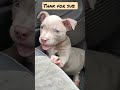 Cute The Boy #puppyvideos #puppies #puppy #babydog #puppylife #bully#subscribing