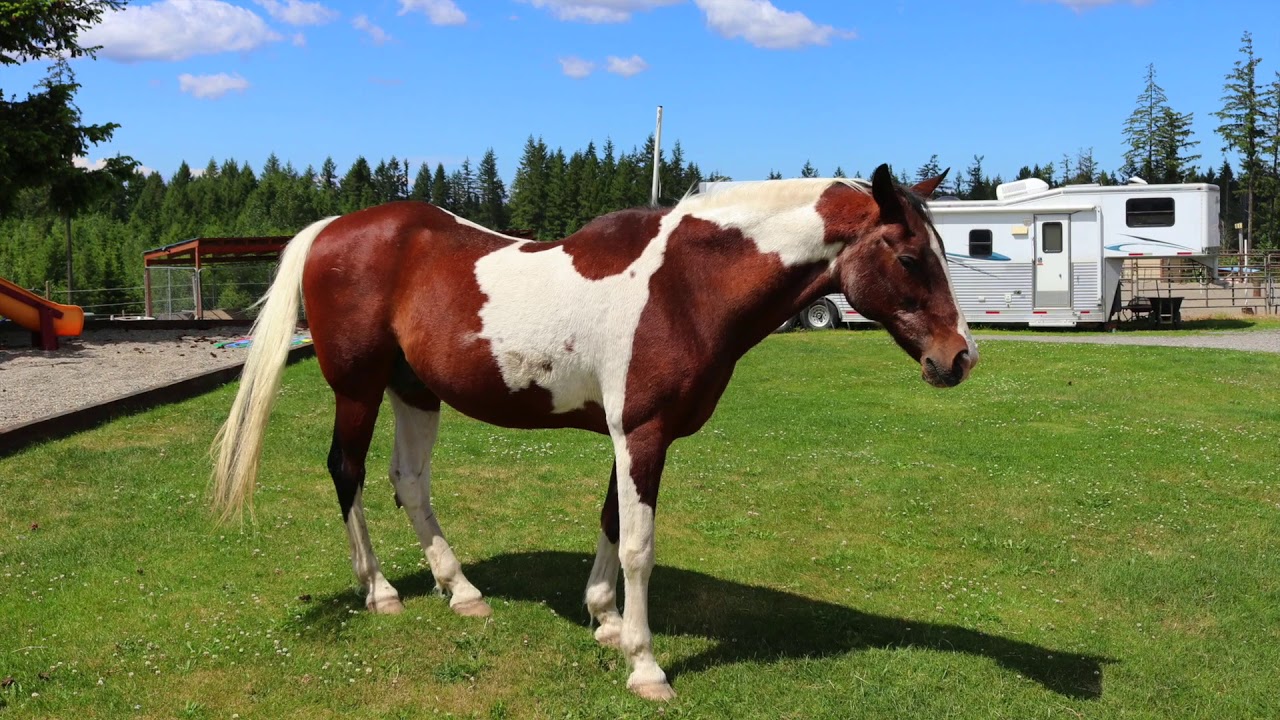 Blue Diamond Ranch YouTube