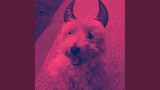 Sultry Ambiance for Comfortable Hounds