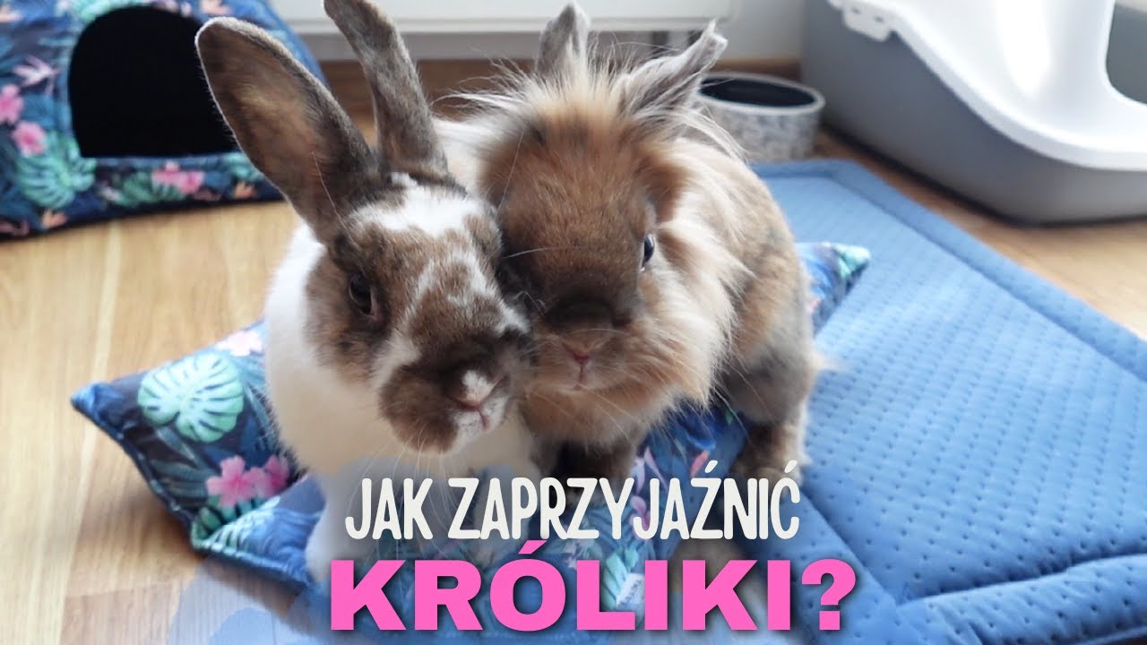 VLOG | Jak zaprzyjaźnić ze sobą króliki?