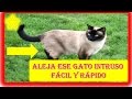 Como alejar los gatos de nuestra casa