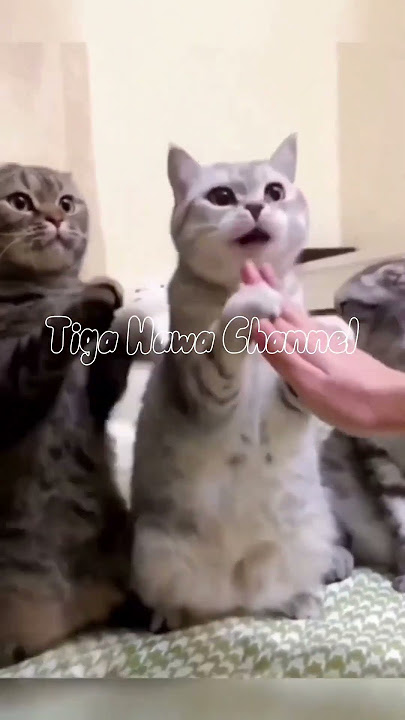 Kucing Lebaran Saling Salam Salaman #shortvideo #kucing #catlovers #funnycatvideos