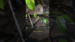 Kalau lagi didalam hutan selalu waspada ya sobat pustrop ☝🏼🐍🌳