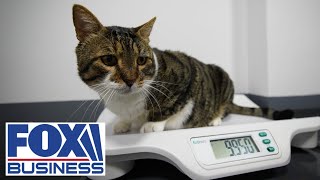 How Pet Med home delivery is changing vet visits