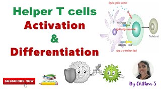 Helper T Cell Activation and Differentiation | Role of Cytokines in Th Cell Differentiation