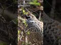 Hazel grouse | Japanese Wild Birds #japan #nature #wildbirds