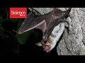 Why do bats crash into smooth surfaces? They never ‘see’ them