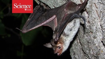Why do bats crash into smooth surfaces? They never ‘see’ them