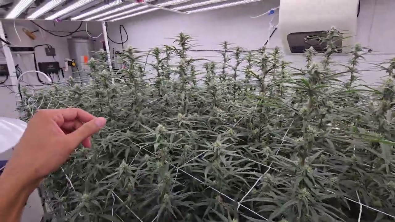 Day 28F, MACv2, Pie Dough, Superboof