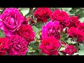 【4K】いばらきフラワーパーク(茨城県)2024年5月23日 May 23,2024 Ibaraki Flower Park Japanese rose garden