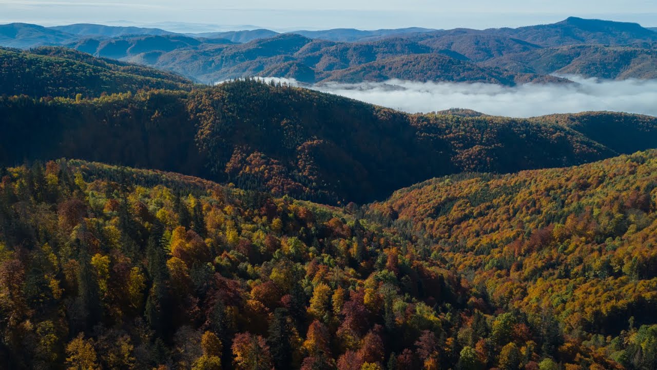 Svet lesov Muránskej planiny | vzdelávacie video