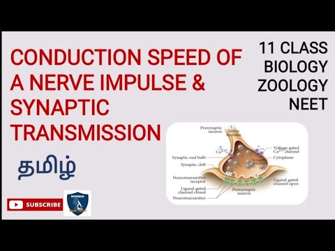 Conduction Speed of a Nerve Impulse & Synaptic Transmission Tamil ...