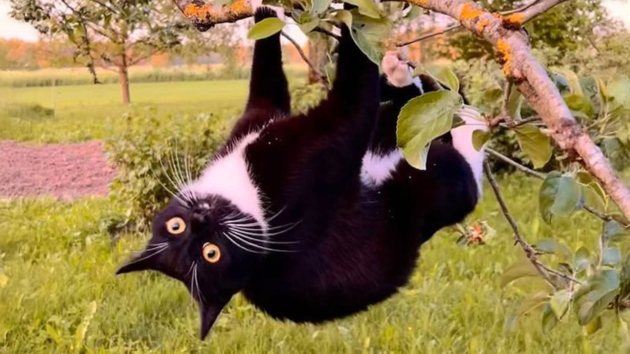Hilarious Cats Never Does What You Expect 🤣 NEW Funny Cat Videos