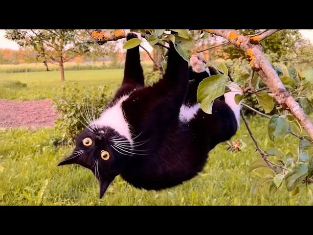 Hilarious Cats Never Does What You Expect 🤣 NEW Funny Cat Videos