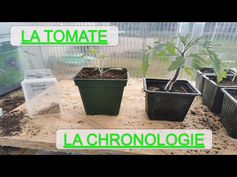 Vidéo: Quand faut-il rempoter les plants de tomates ?