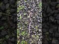 Earthworm crawling