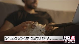 Can your pet get COVID-19? 1 documented case in Clark County