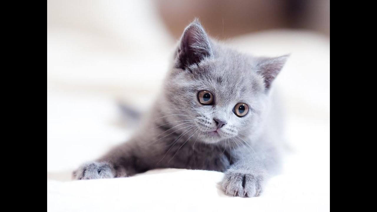 Котёнок в доме. Первые дни котёнка в новом доме новые фото Котёнок в доме. Первые дни котёнка в новом доме новые фото