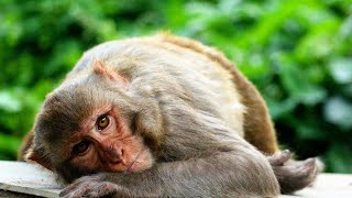 Look at the photos slideshow of the Monkey