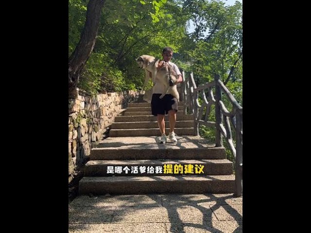 贝贝：粉丝提的建议很好，下次不要再提了！😑 #二哈贝贝 #这么近那么美周末到河北#兴隆有座不用爬的山 #后龙清凉福地