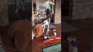 🥰  Great Danes See Their Christmas Presents #dog #doglover #shorts #dogs
