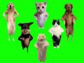 Animals dancing to chinese song green screen