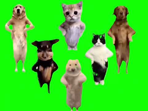 Animals Dancing To Chinese Song