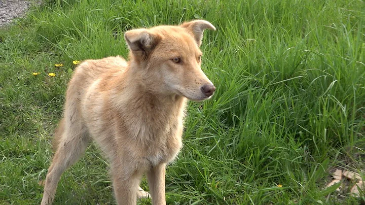 A feral dog looks like a fox