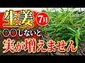 【生姜】7月に差が出ます。実を増やしたいなら今すぐコレやってください