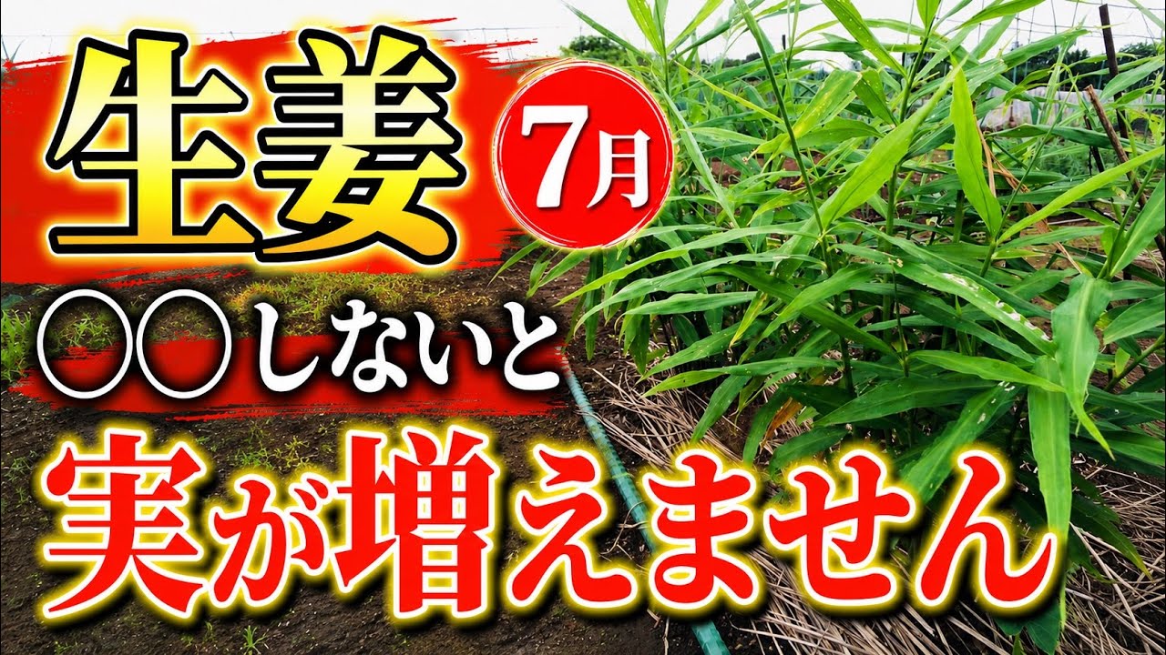 【生姜】7月に差が出ます。実を増やしたいなら今すぐコレやってください