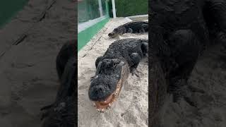 Meet Snoopy the Gator! π