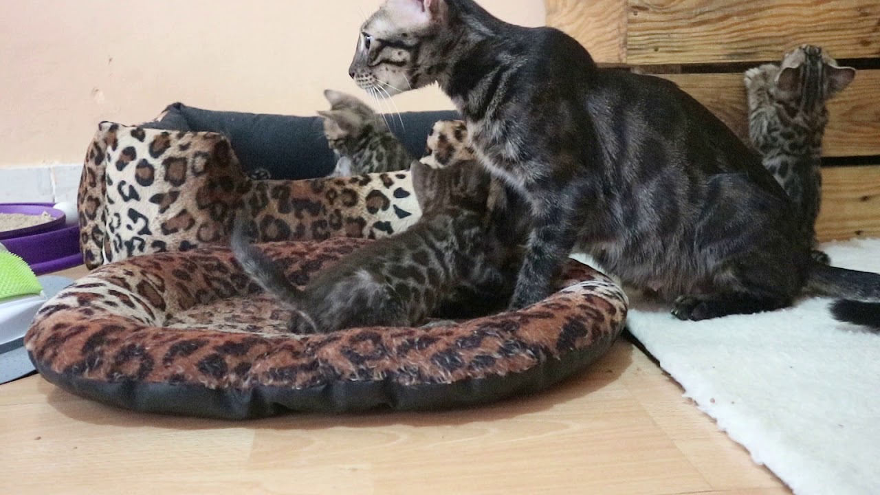 Charcoal Bengal Kitten Youtube